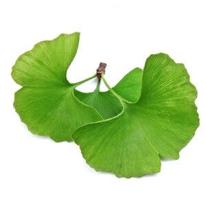 ginkgo