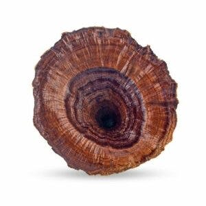 reishi