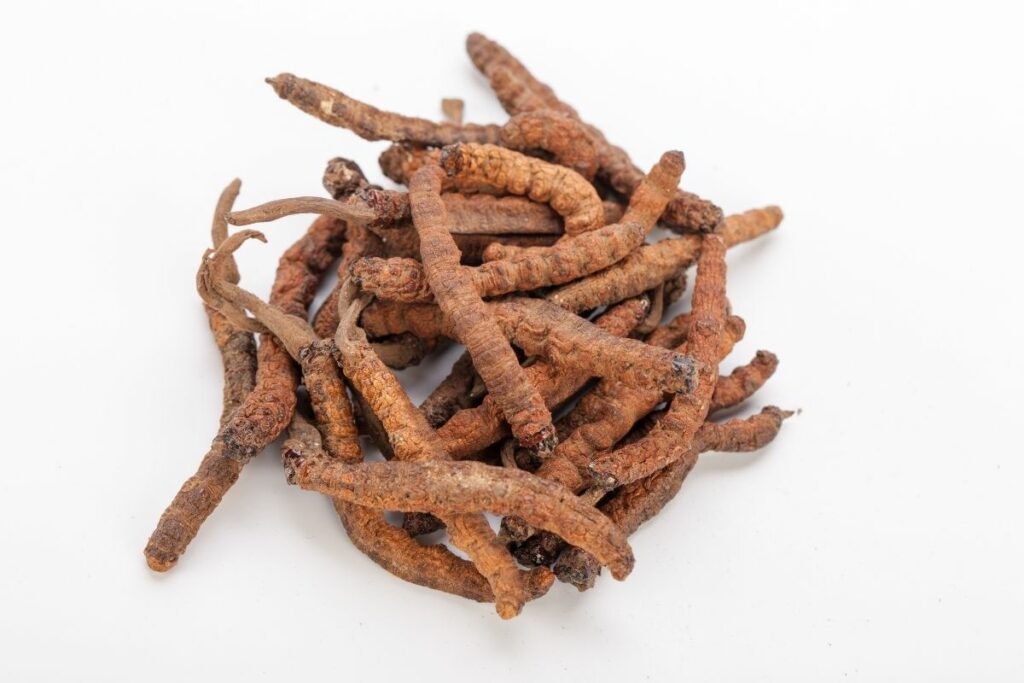 How does Cordyceps work? Properties of Cordyceps – a Chinese ‘gift from God’!