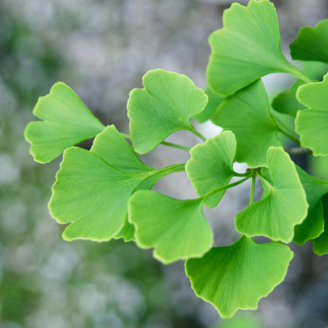 Ginkgo biloba