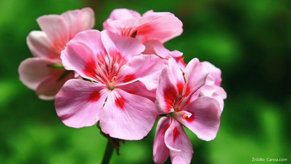 geranium